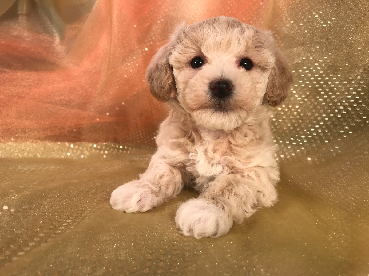 Male Bichon Poodle Puppy for Sale $975 
